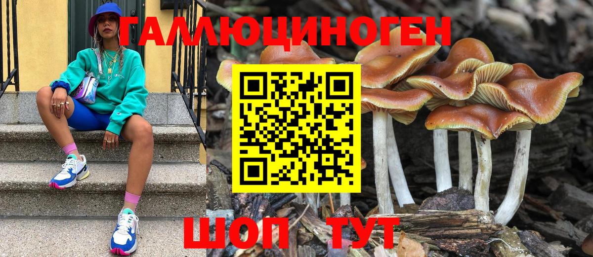 Псилоцибиновые грибы Psilocybe Ачхой-Мартан